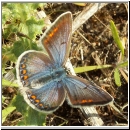 Polyommatus icarus - Hauhechelblaeuling w07.jpg